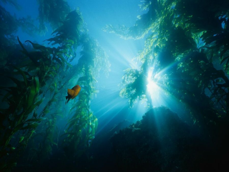 Марианская впадина - уникальный подводный мир