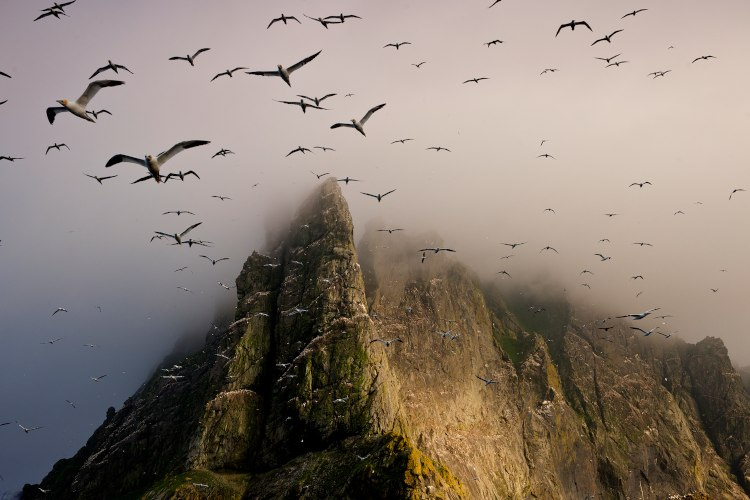 птицы, летящие птицы, стая птиц, птицы над туманом, птицы над горой, туман, гора, Сент-Килда
