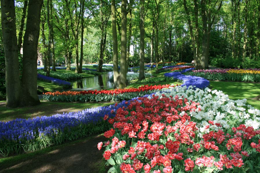 поляна с тюльпанами в парке Кекенхоф, достопримечательности Амстердама