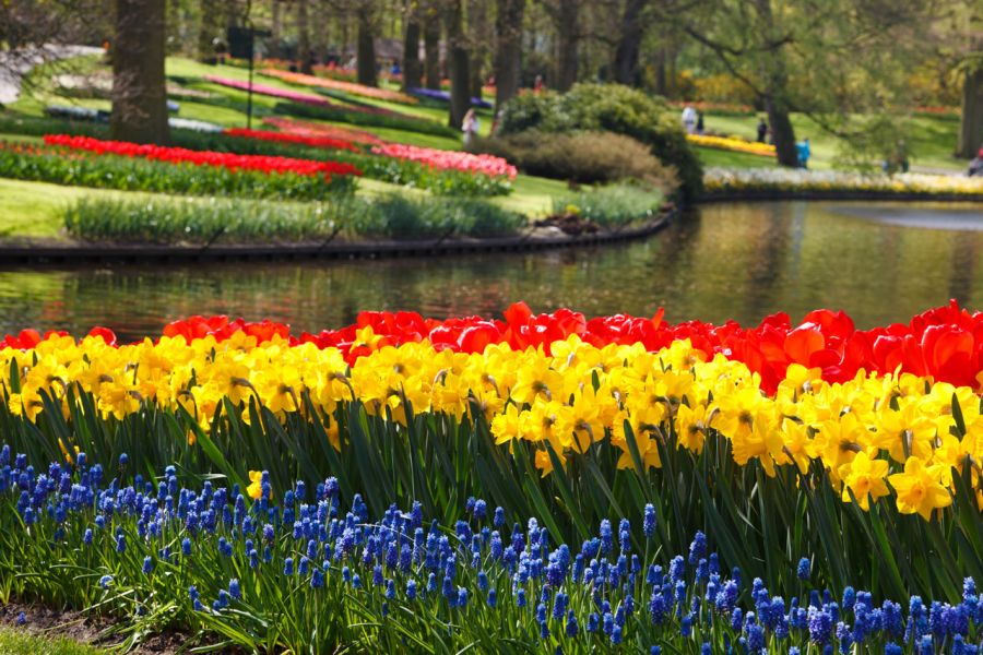 цветы у пруда в парке Кёкенхоф, достопримечательности Амстердама