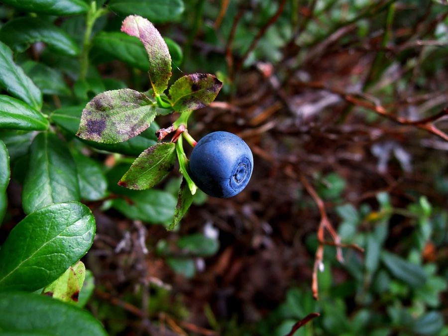 голубика на размытом фоне, лесная ягода, как выжить в лесу