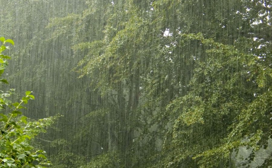 сильный дождь в лиственном лесу, как выжить в лесу