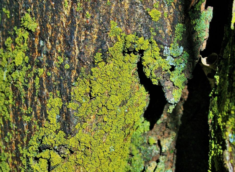 зеленый мох на коре дерева, как выжить в лесу