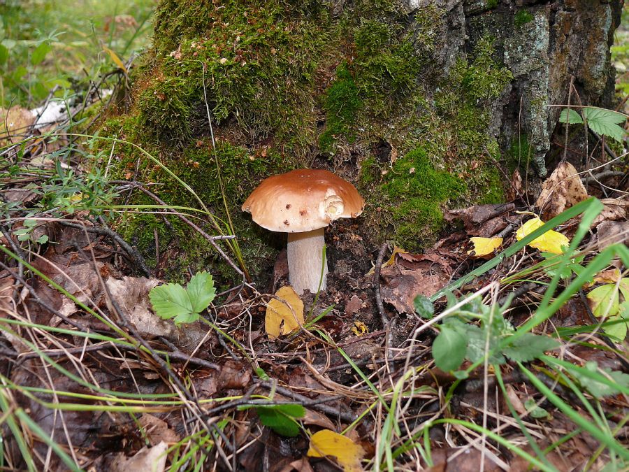 съедобный белый гриб березовый, как выжить в лесу