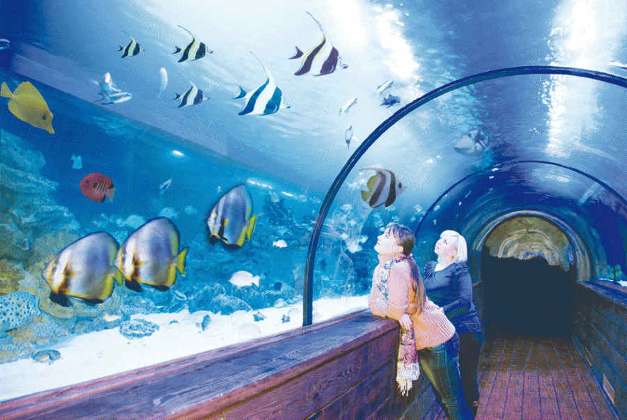 посетители наблюдают за рыбами в океанариуме, куда сходить в киеве