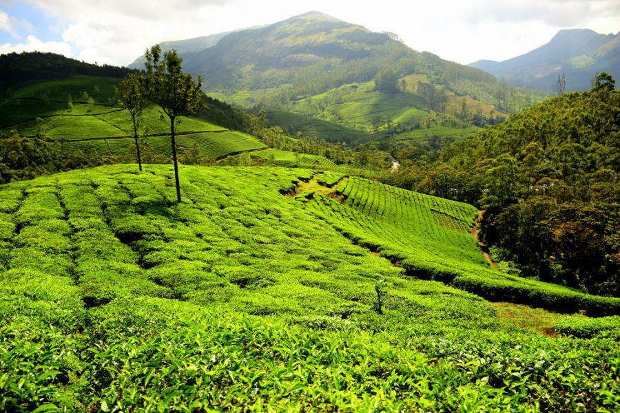 холмы с чайными плантациями, отдых в Индии