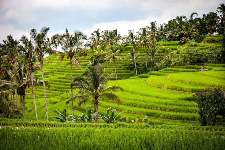 Рисовые террасы Жатилувих, жизнь на Бали