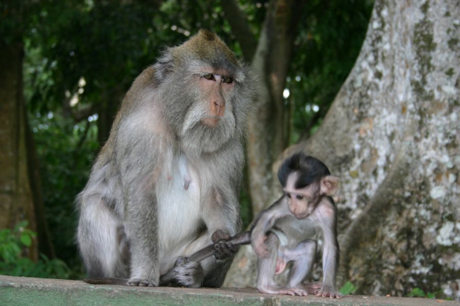 обезьяна с детенышем сидят на камнях, жизнь на Бали
