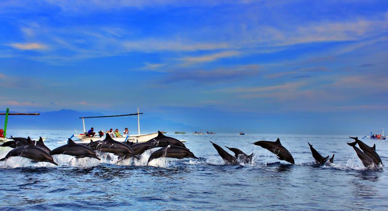 стая дельфинов выпрыгивает из воды, жизнь на Бали