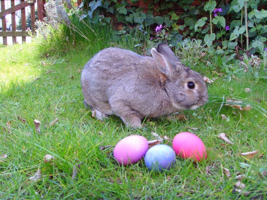 кролик и пасхальные яйца на траве, как празднуют пасху