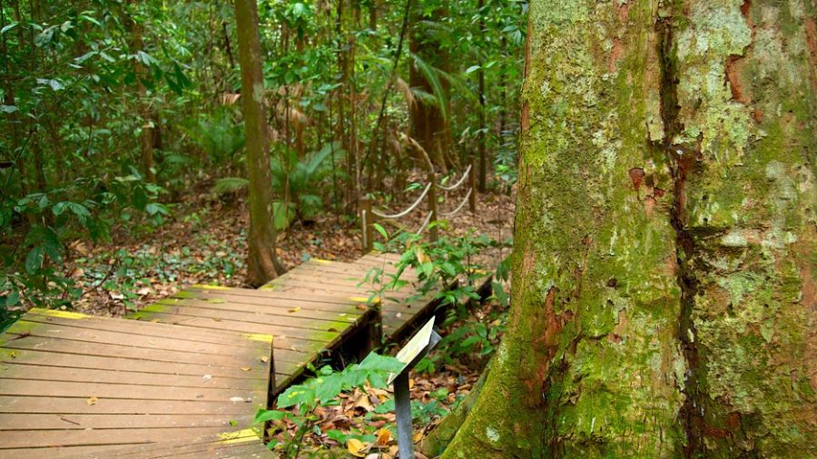 деревянные ступеньки в джунглях букит-тимах, что посмотреть в сингапуре