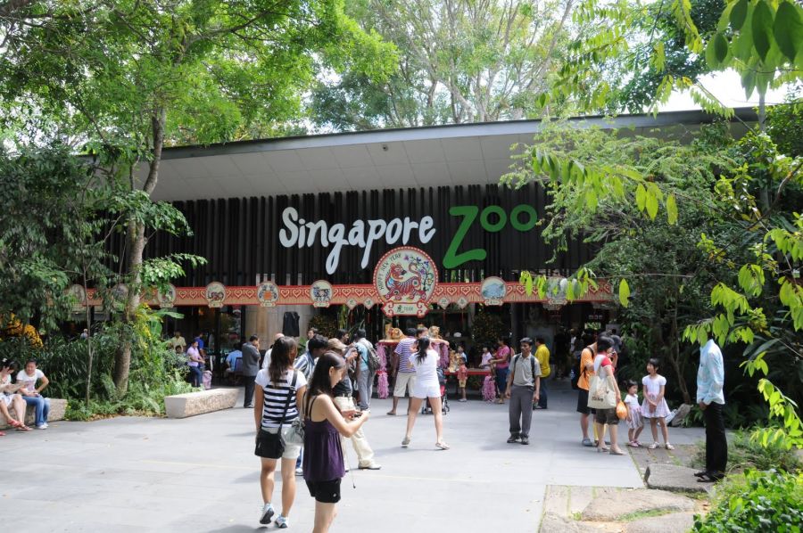 вход в сингапурский зоопарк, что посмотреть в сингапуре