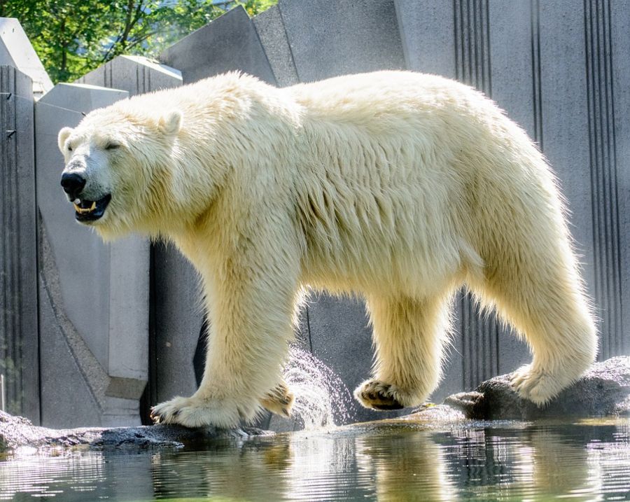 полярный медведь в сингапурском зоопарке, что посмотреть в сингапуре