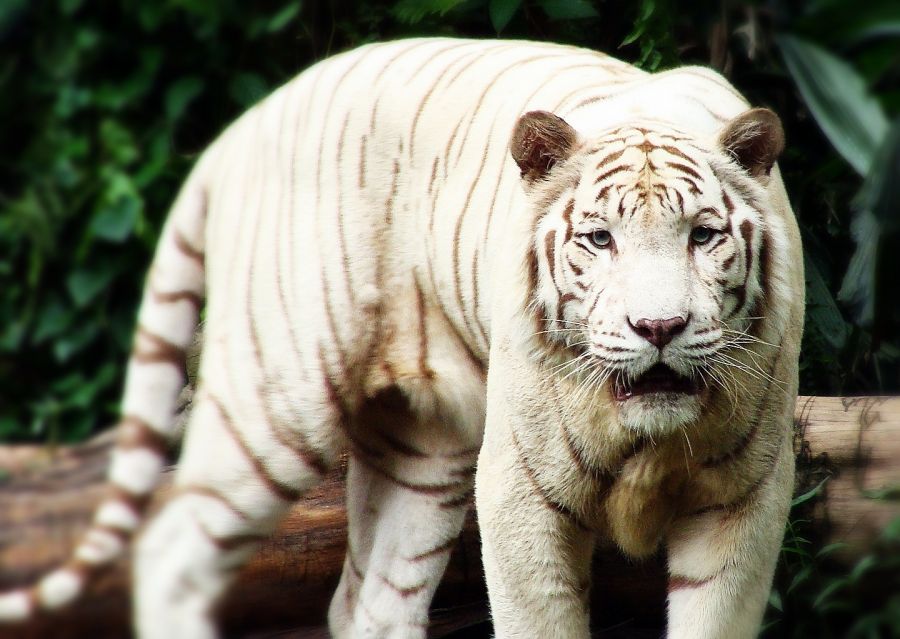 белый тигр в сингапурском зоопарке, что посмотреть в сингапуре