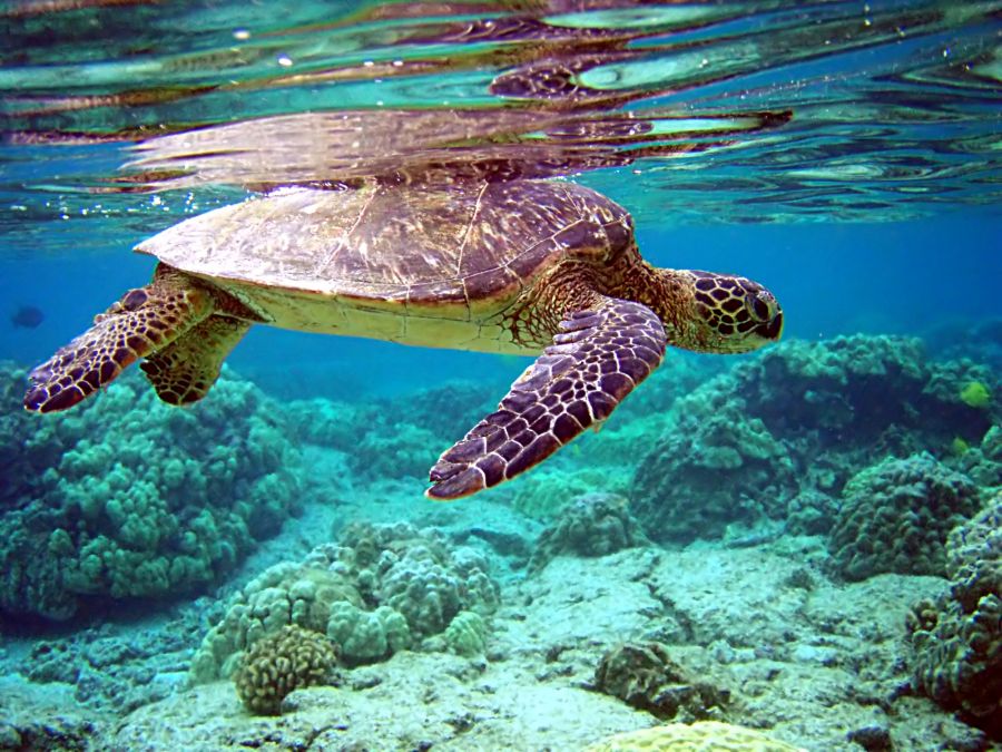 зеленая морская черепаха плывет, сипадан