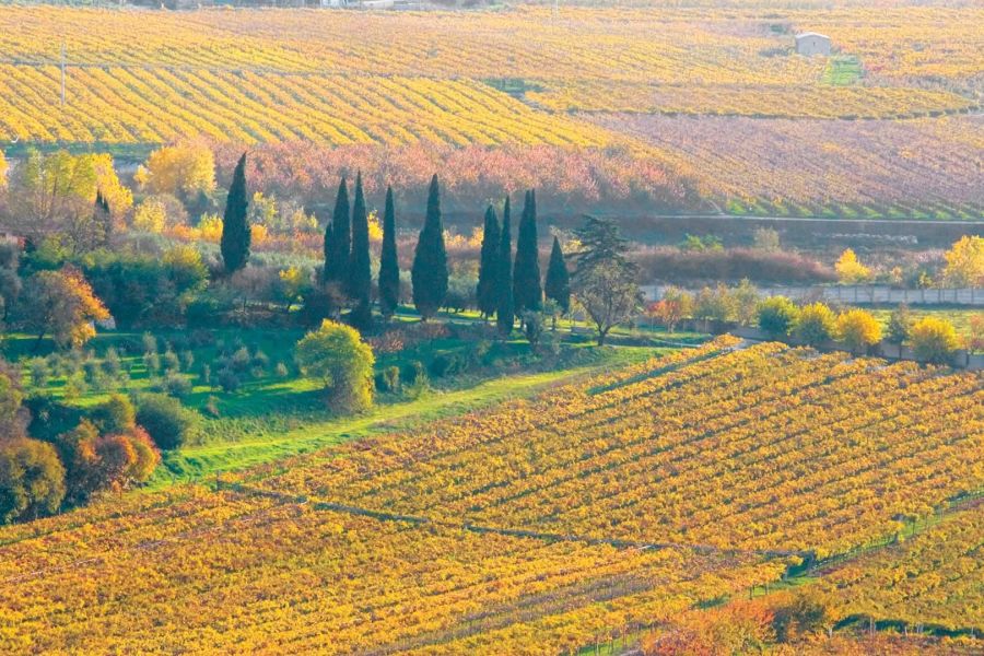 осенний пейзаж, виноградники в италии, куда поехать отдыхать осенью