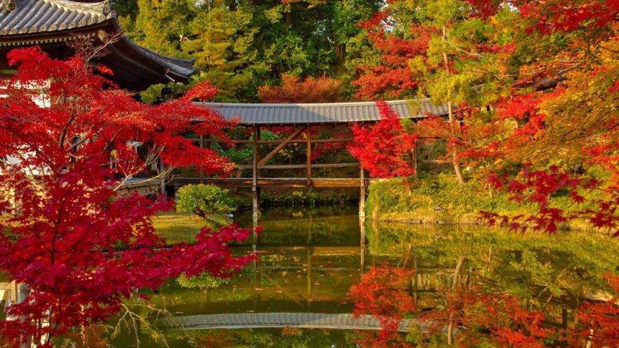 осенние деревья и мост над рекой в киото, куда поехать отдыхать осенью