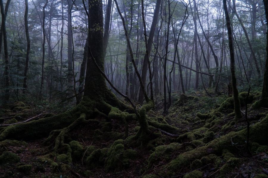 старый мрачный лес, лес самоубийц аокигахара