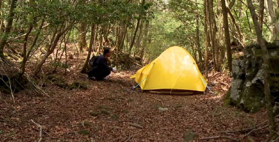 желтая палатка посреди леса, лес самоубийц аокигахара