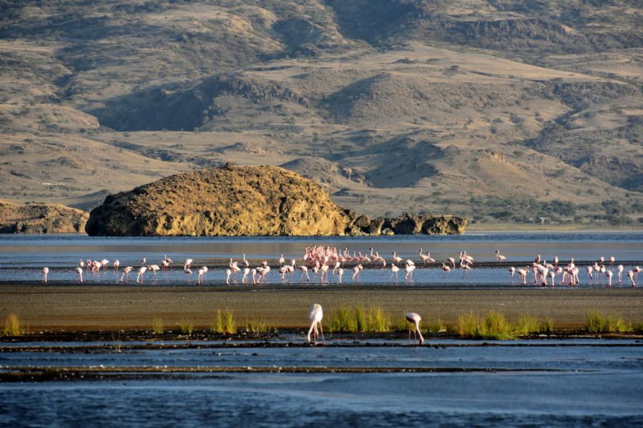 фламинго на озере, птицы в воде, озеро натрон, токсичное озеро, самые необычные места на земле
