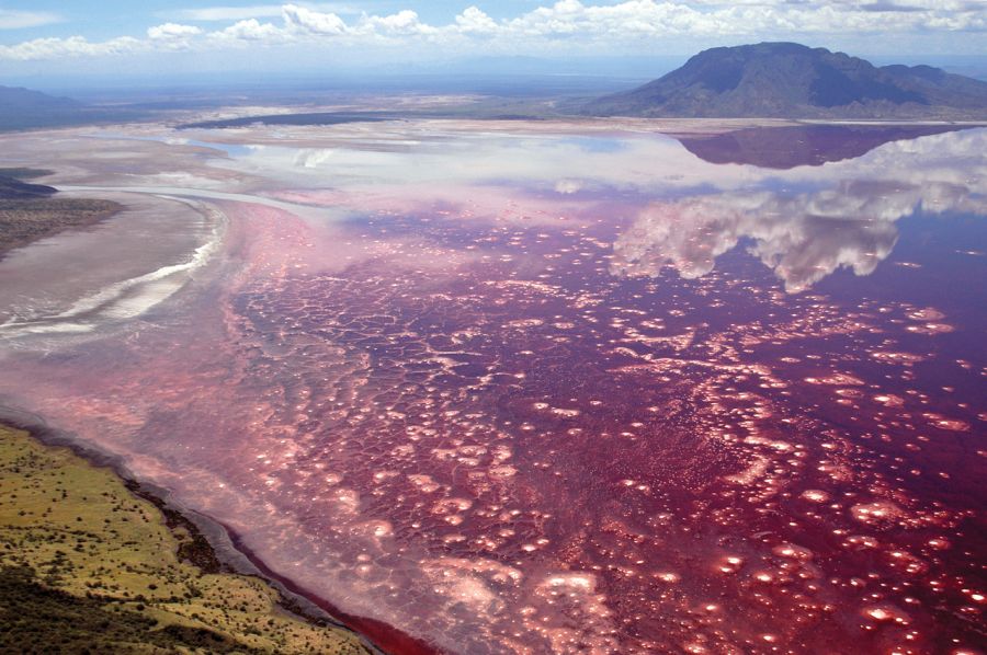 розовое озеро в танзании, озеро натрон, токсичное озеро, самые необычные места на земле