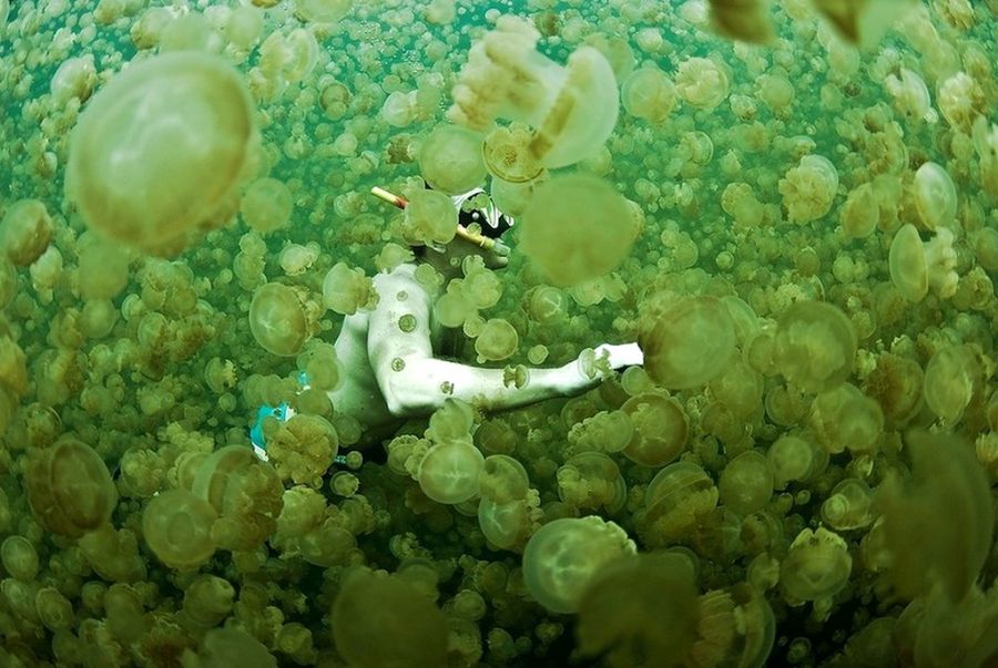 плавание с медузами, медузы, озеро медуз, палау, самые необычные места на земле