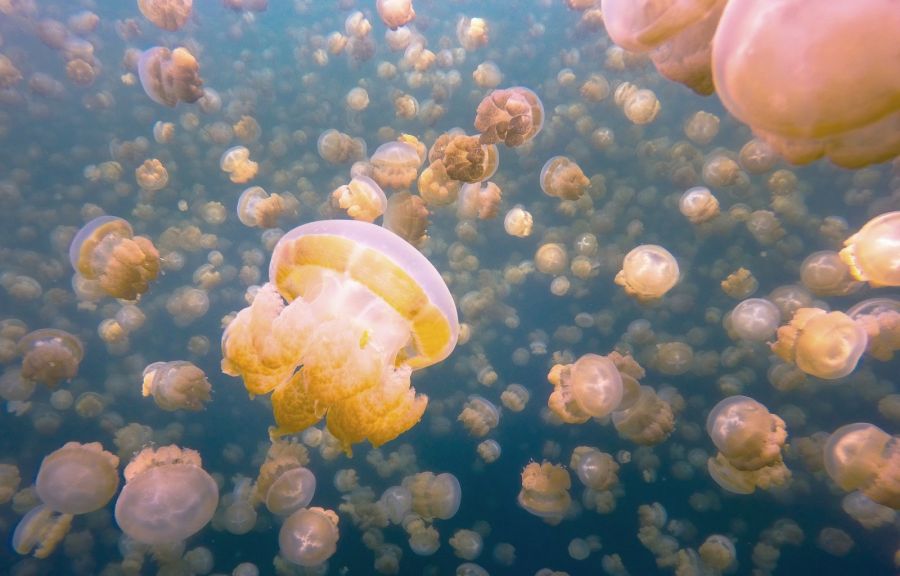медузы, озеро медуз, палау, самые необычные места на земле