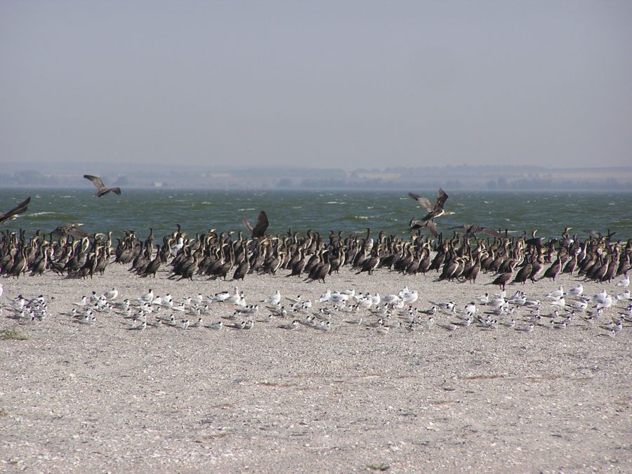 водные птицы, орнитологический заповедник, птицы у воды, морские птицы, где отдохнуть на азовском море в украине