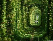 тоннель любви, арка из деревьев, жд, поезд