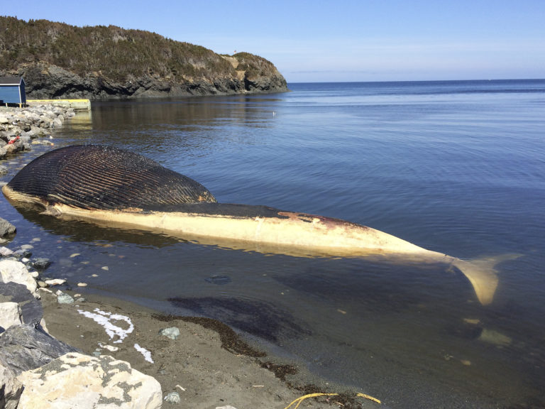 мертвый кит, кит взрывается, почему киты взрываются