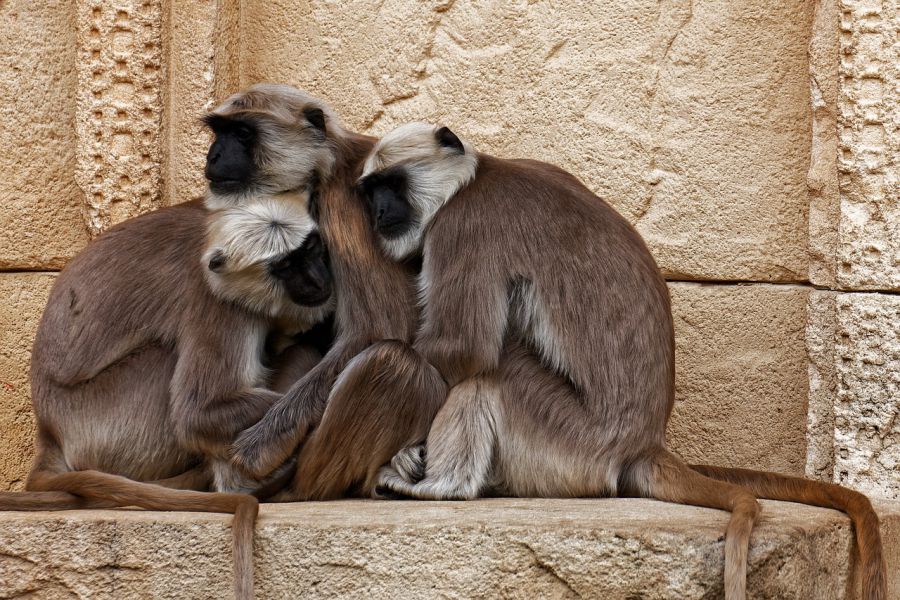 обезьяны обнимаются, путешествие в индию