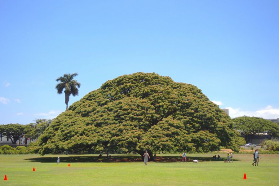 дерево хитачи на гавайях, огромное дерево, гигантское дерево, большая крона