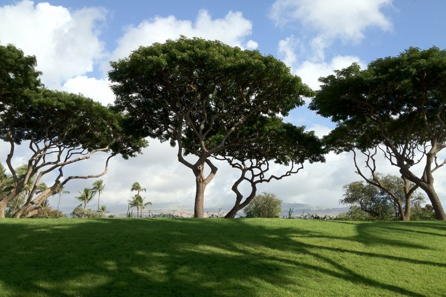 дерево хитачи на гавайях, огромное дерево, гигантское дерево, большая крона