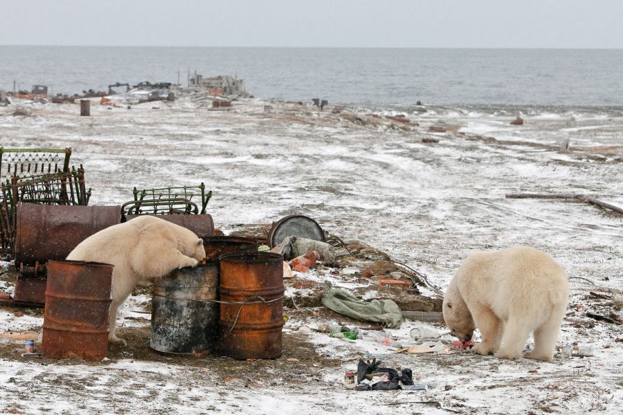 белые медведи, заброшенное жилище, жилище на заполярье, остров врангеля