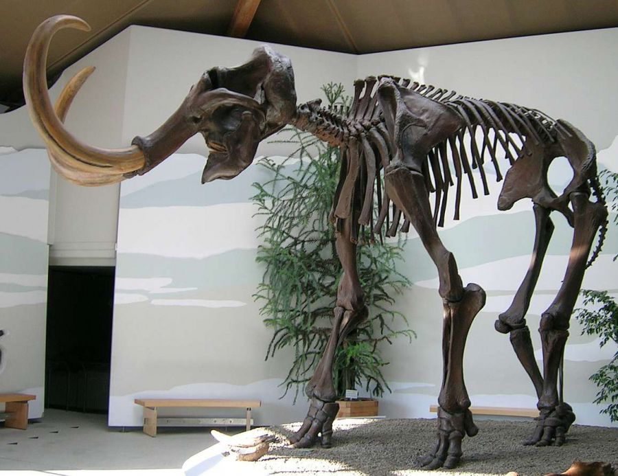 шерстистый мамонт, скелет мамонта, останки мамонта, мамонт в музее, остров врангеля