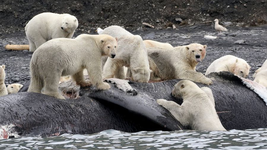 белые медведи, медведи едят моржа, мертвый морж, остров врангеля