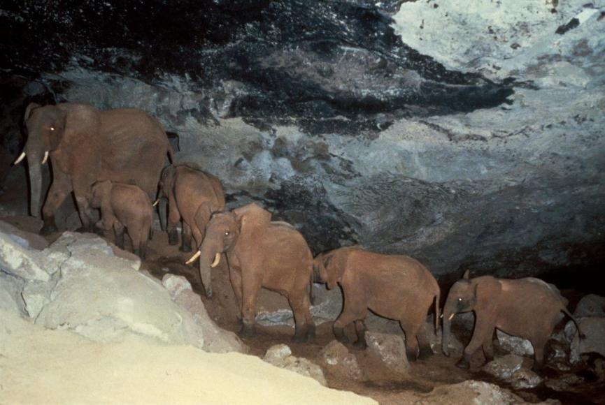 Подземные слоны соляной пещеры Элгон, слон, слон питается солью