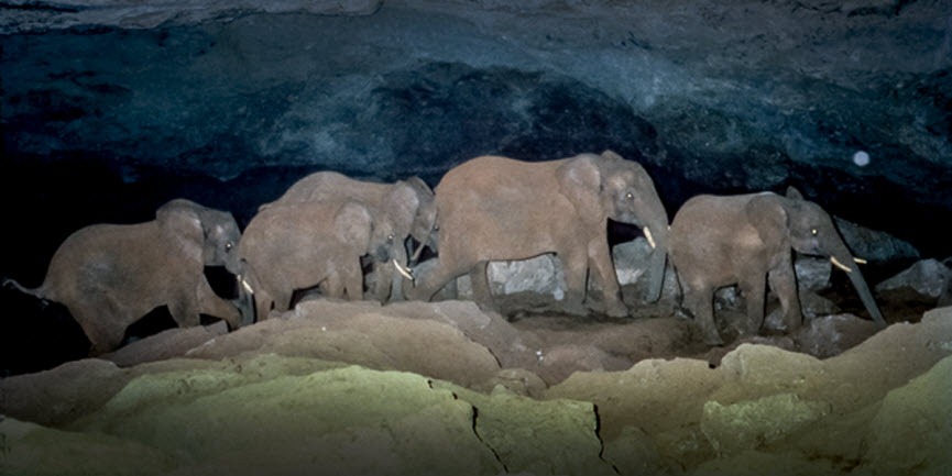 Подземные слоны соляной пещеры Элгон, слон, слон питается солью