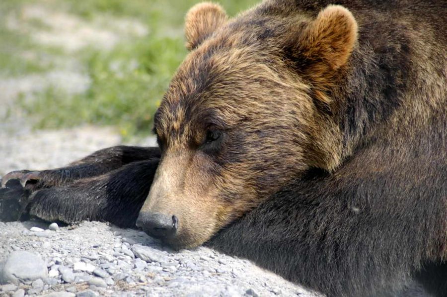 медведь гризли, спящий медведь, медведь спит, медведь на коряге, ком