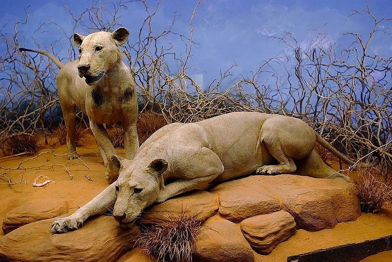 чучело льва, лев в музее, лев-людоед