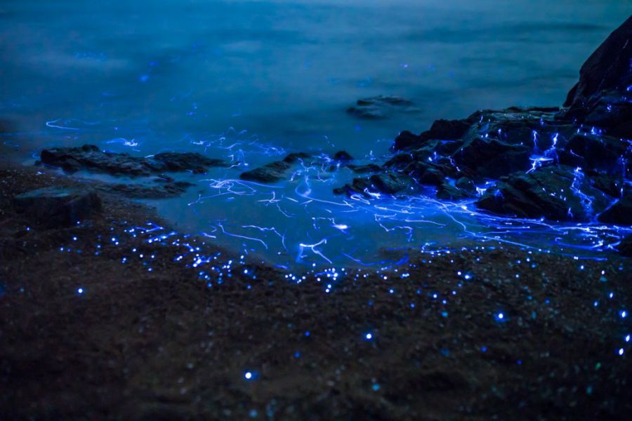светящийся планктон, отдых на азовском море, где отдохнуть на азовском мор